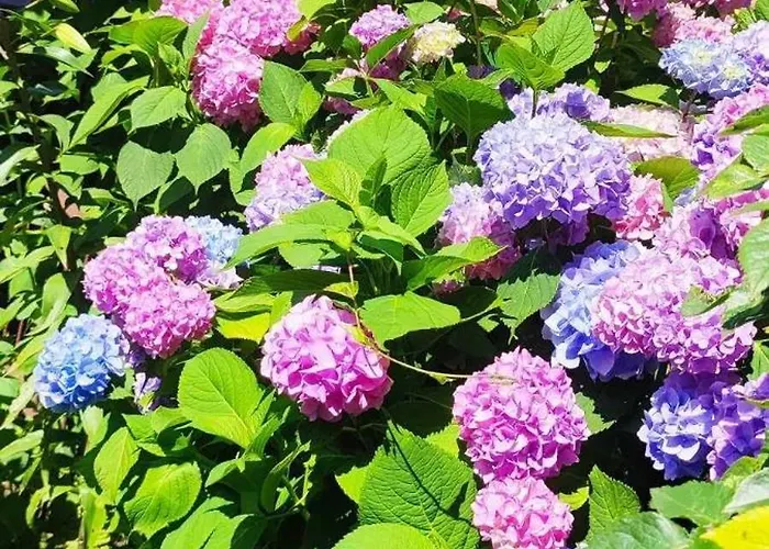 Goscinne Anna Homestay szállás